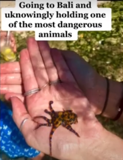 O tânără s-a filmat cu cea mai periculoasă caracatiță din lume / Sursă foto: Captură Tik Tok