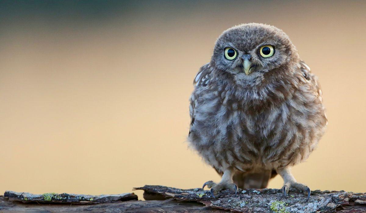 Pasarea care prevesteste moartea