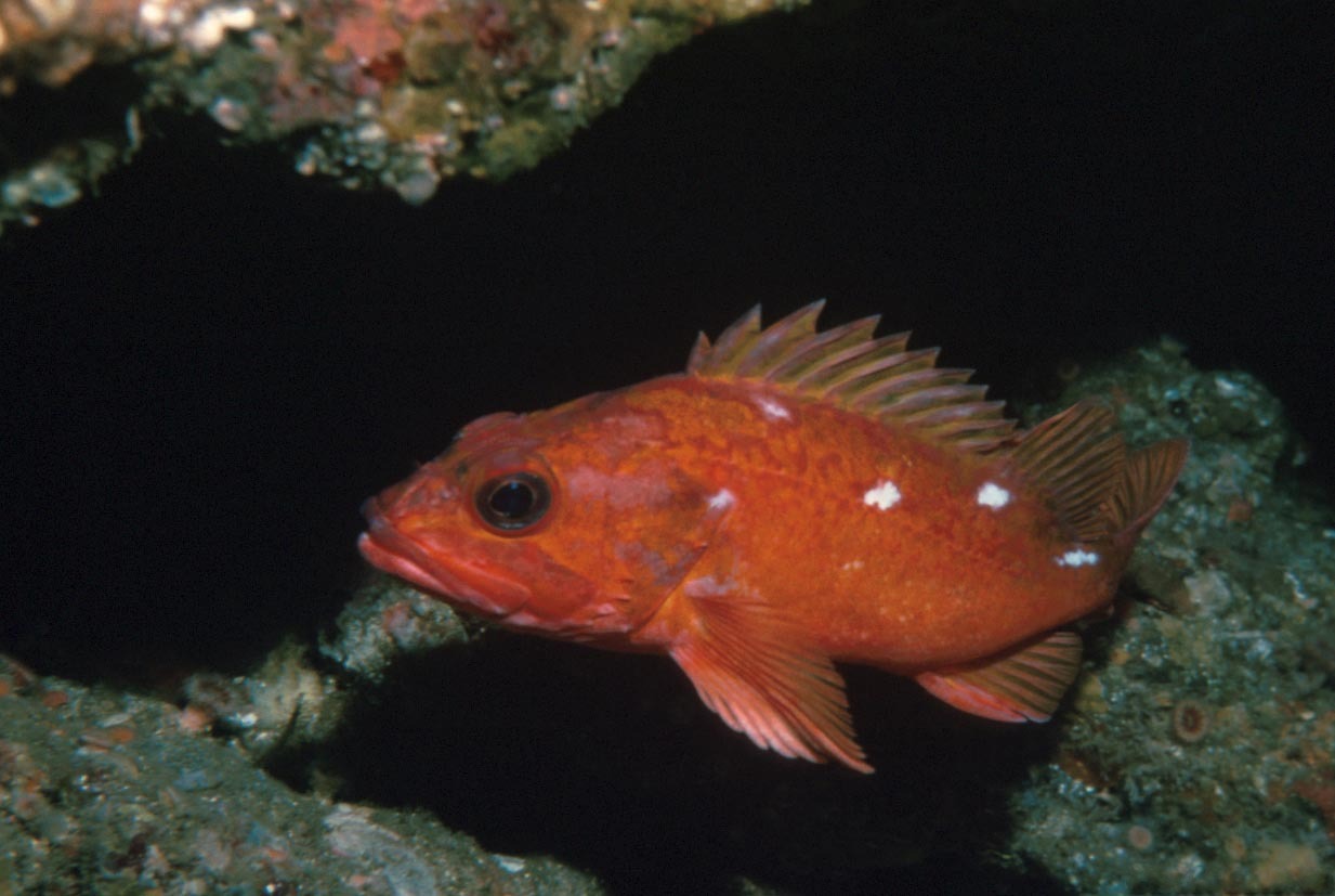 Peștele încruntat (Sebastes aleutianus)