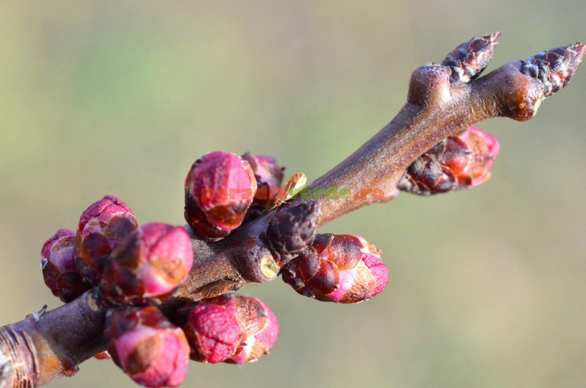 Ce este în realitate uleiul horticol și la ce este folosit acesta