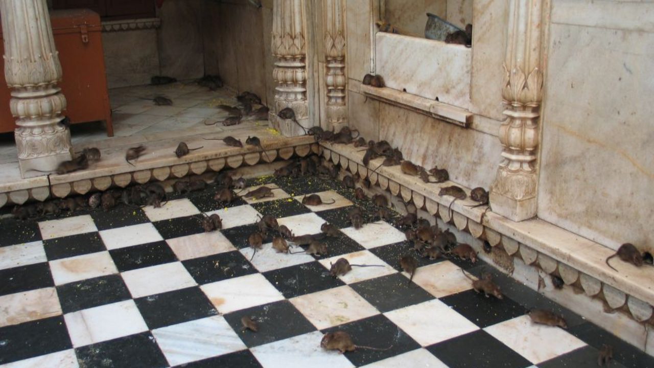În templu se regăsesc circa 20.000 de șobolani