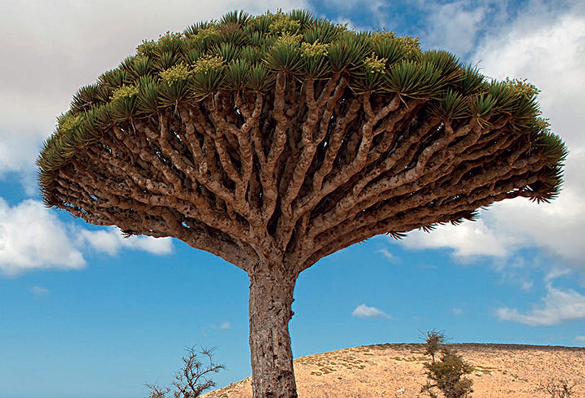 Rășina acestui copac este folosită ca remediu naturist încă din cele mai vechi timpuri