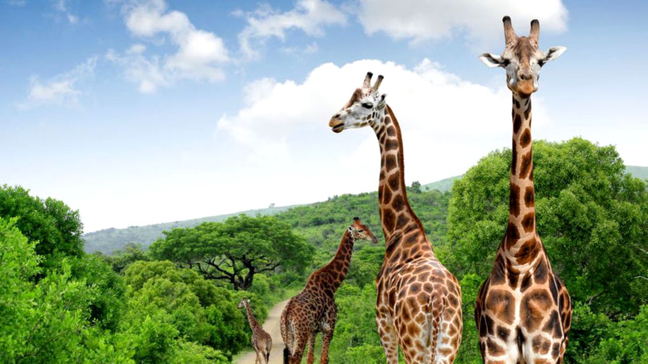 Cu ce se hrănesc de fapt girafele. “Există oase peste tot”. Ce a scos la iveală studiul specialiștilor