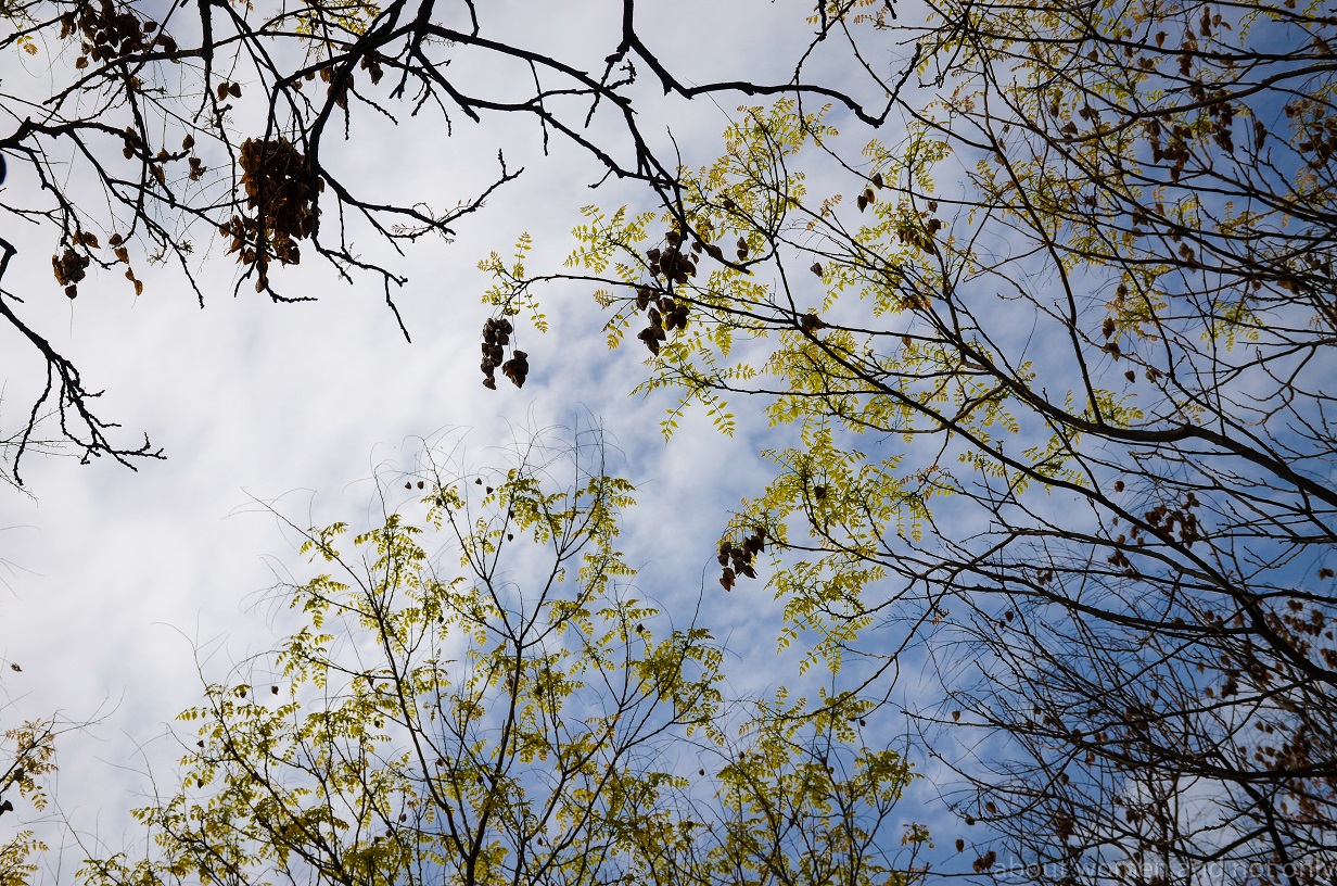 Cum va fi vremea de florii