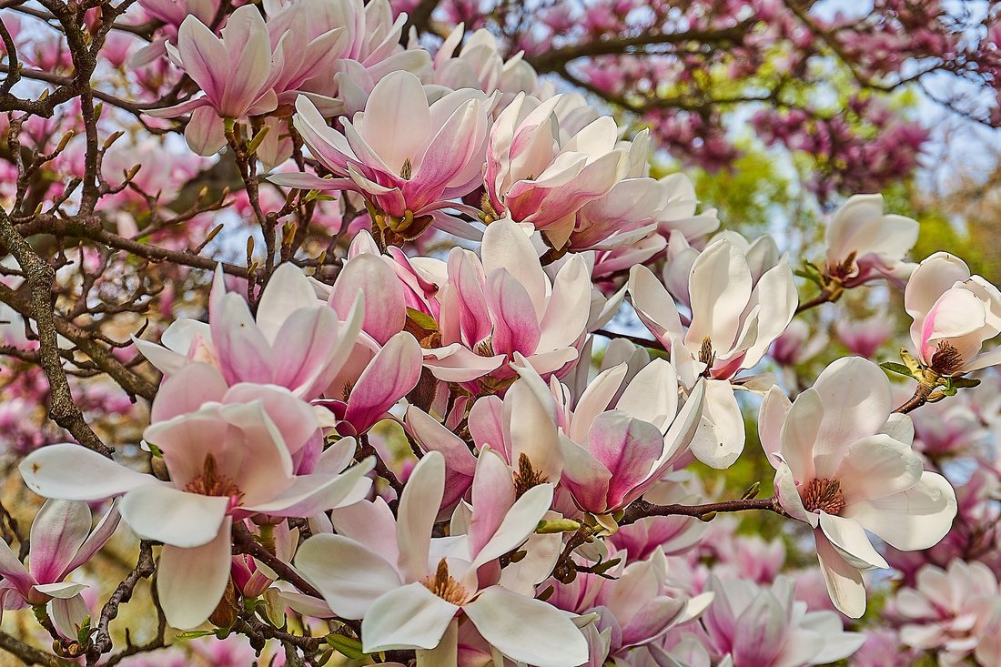 Există peste 70 de specii de arbuști de magnolie
