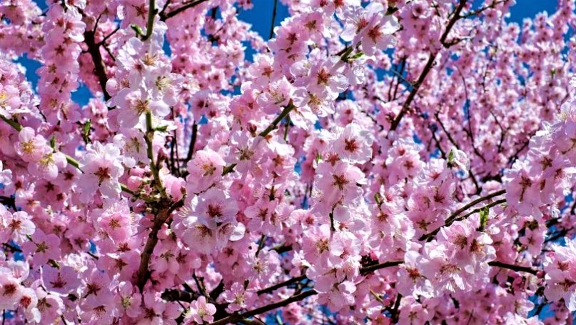 Duminica Floriilor - Simboluri Vechi și Ritualuri noi