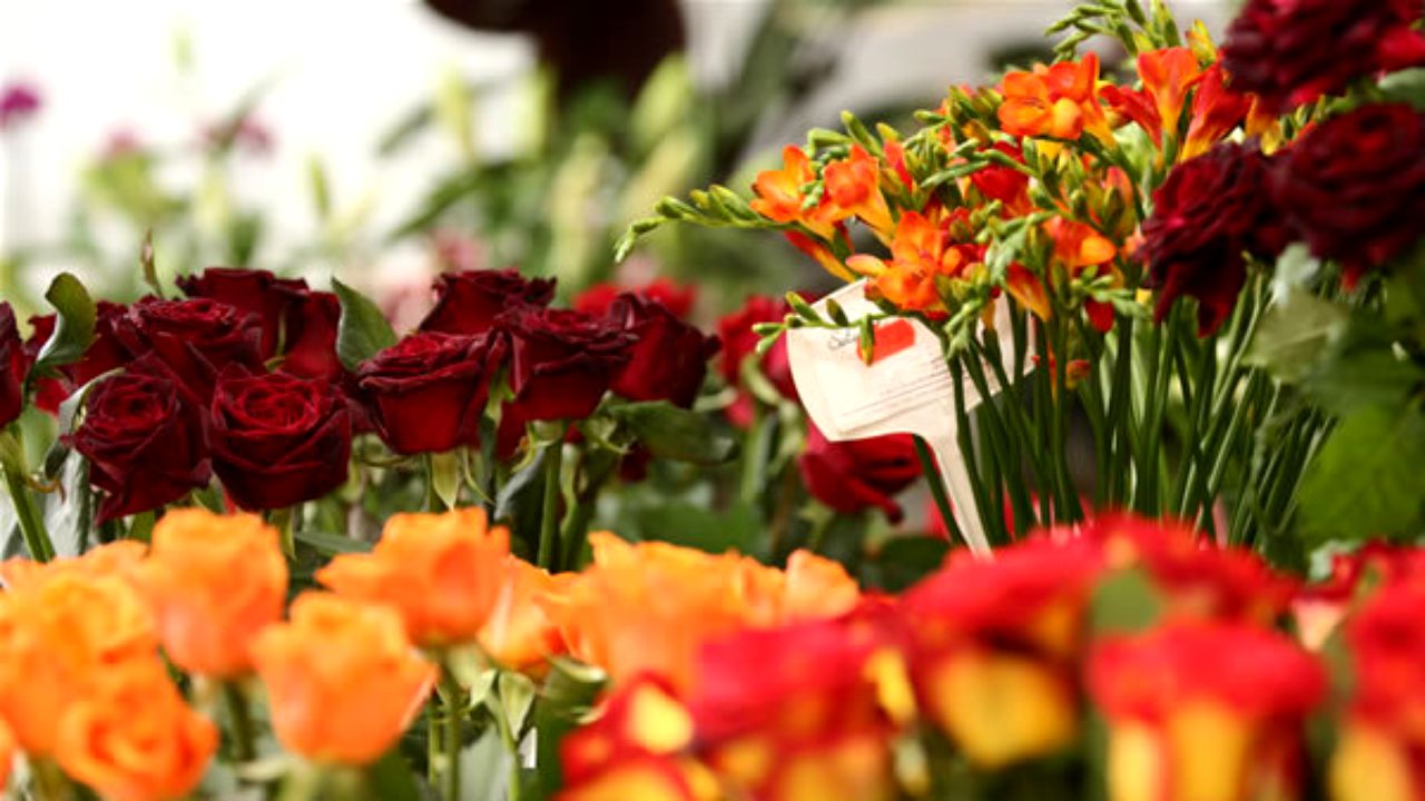 Flori care se plantează primăvara. Cum îți faci din grădină un colț de rai