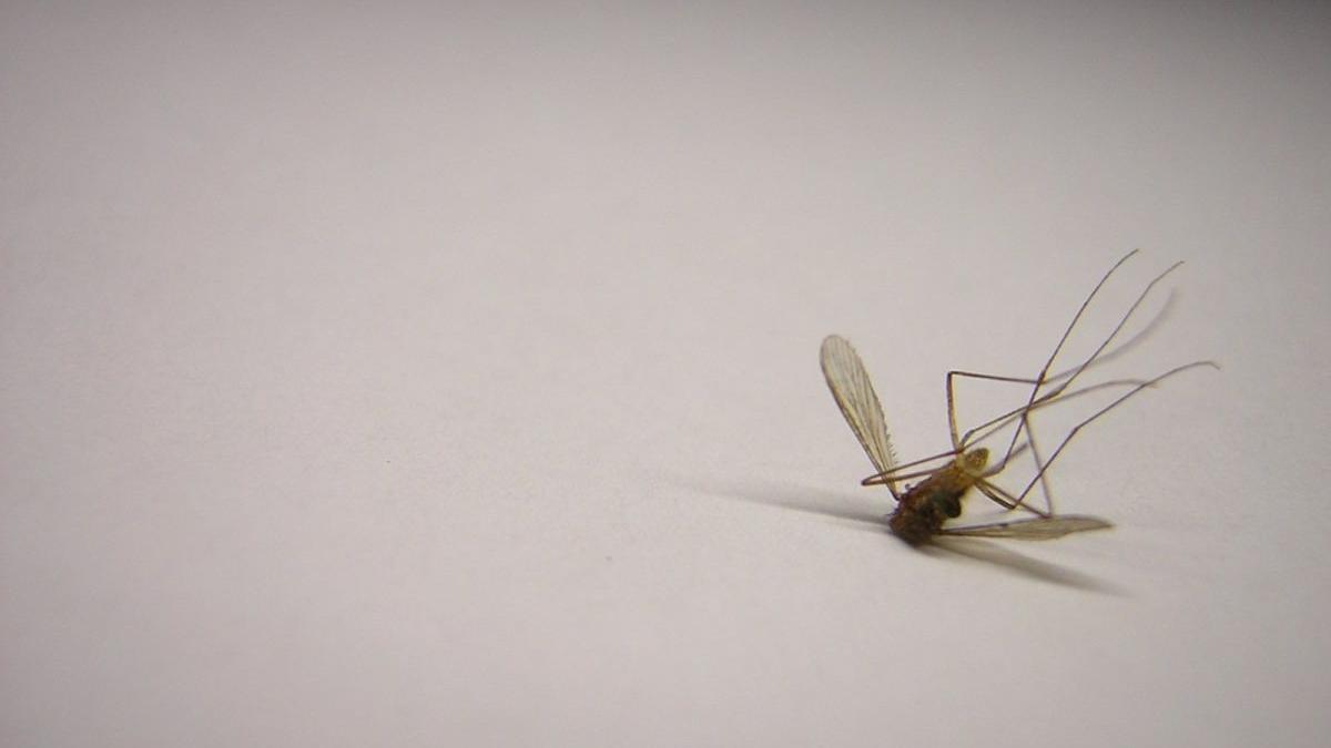 Metode de a scapa de tantari