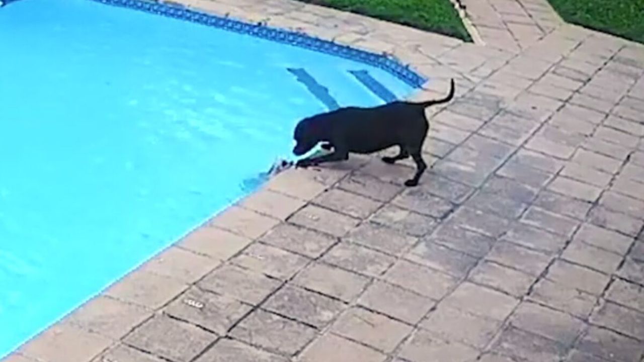 Reacția uimitoare a unui câine Amstaff