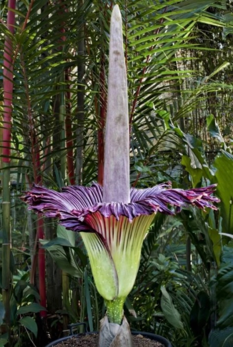 Floarea cadavru