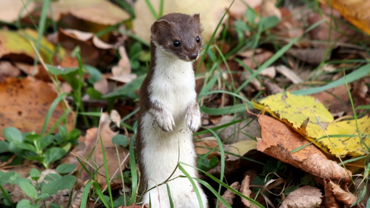 Nevăstuica este cel mai mic animal carnivor din România