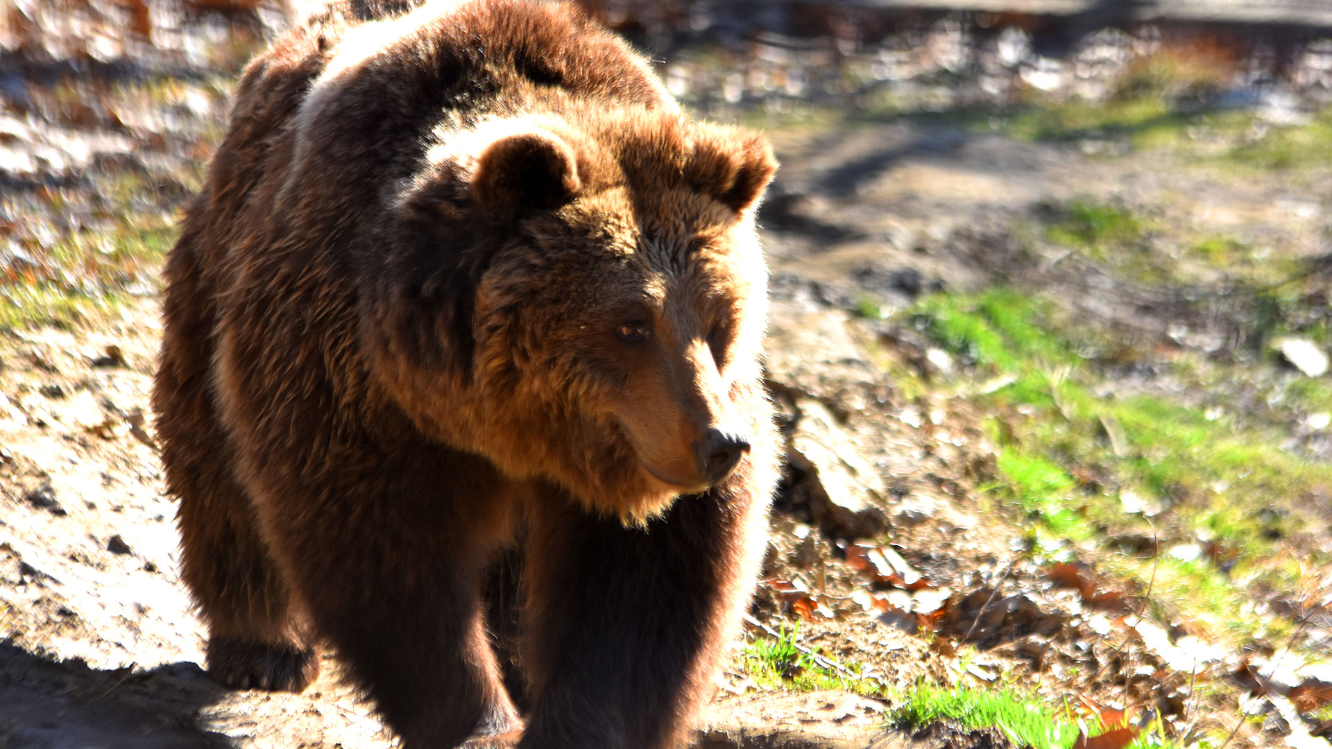 Ministerul Mediului a publicat un raport cu privire la numarul ursilor care traiesc pe teritoriul tarii noastre