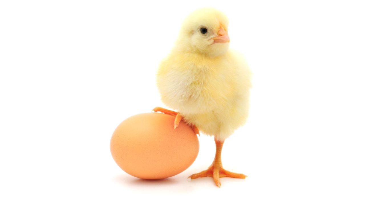 Întrebarea de pe buzele tuturor: Care a fost primul: oul sau găina?