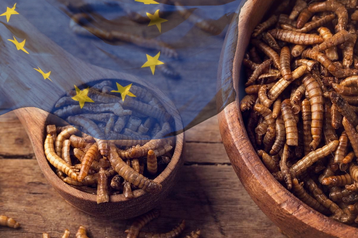 Prima insectă declarată aliment de consum în UE. Ce se arată în anunțul oficial al Comisiei Europene