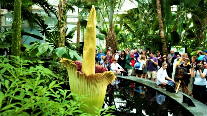 Totul despre floarea-cadavru: de ce este numită așa și cum se reproduce de fapt. Este extrem de rară