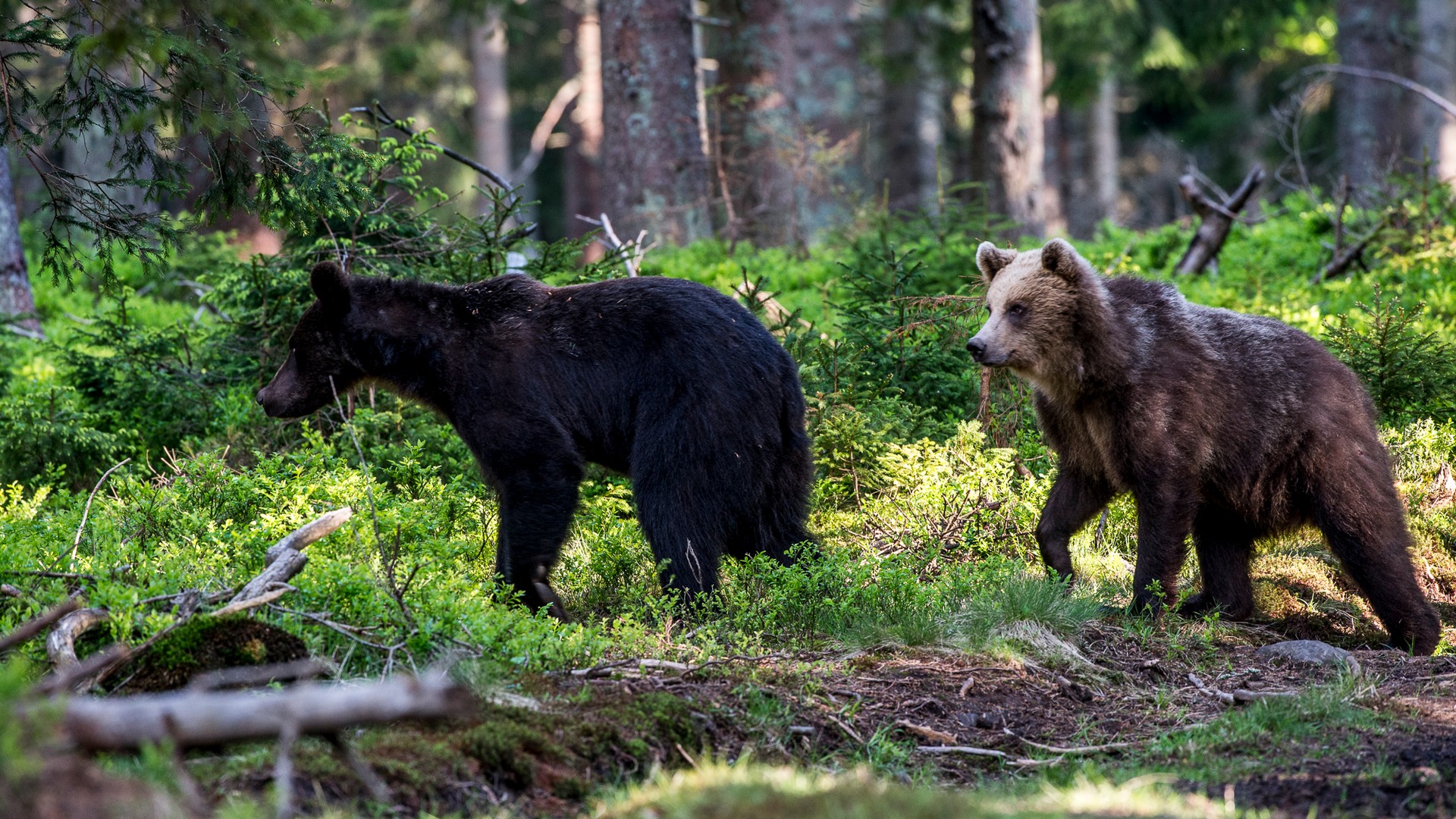 Câți urși sunt în România. Ce arată ultimele date de la Ministerul Mediului
