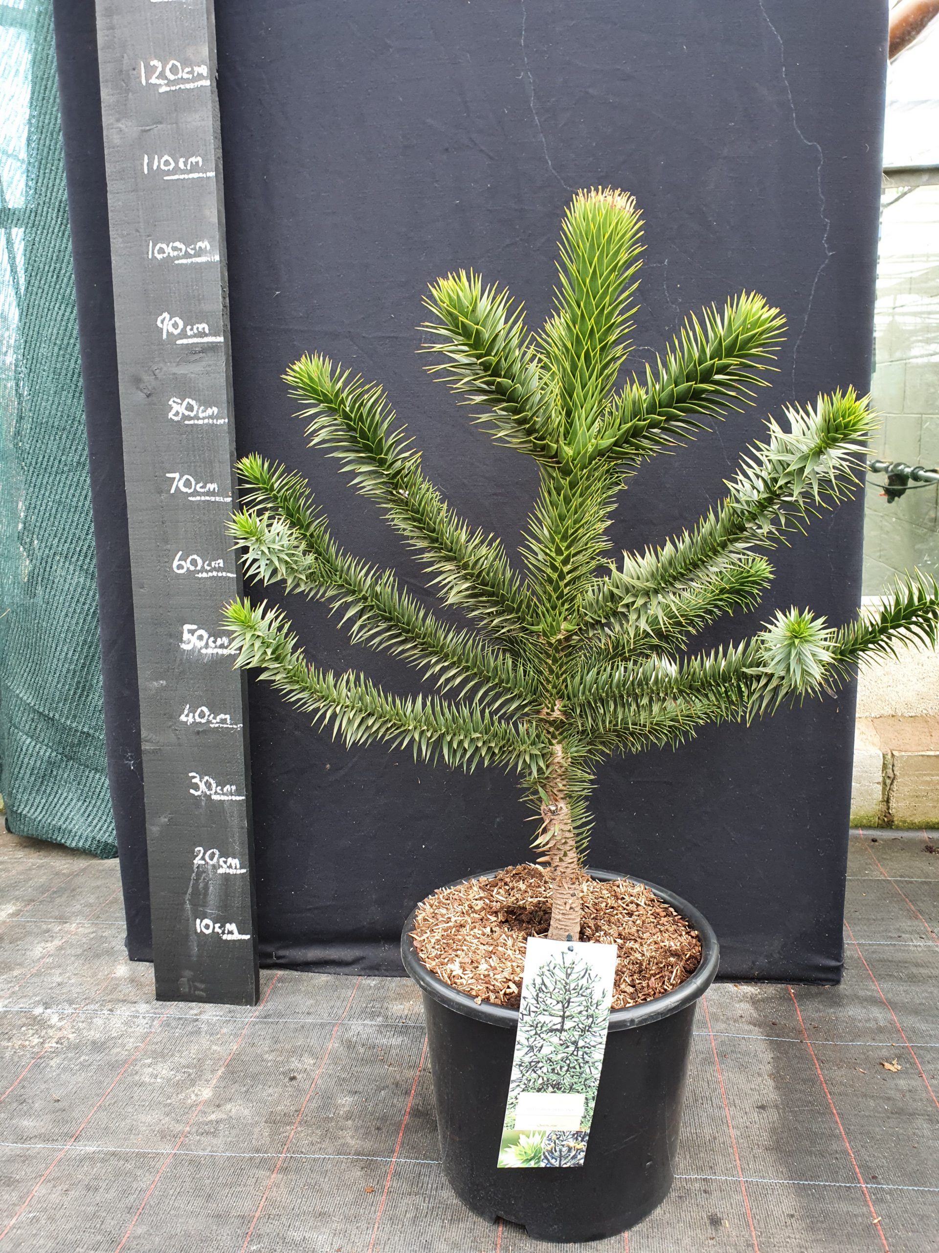 Araucaria