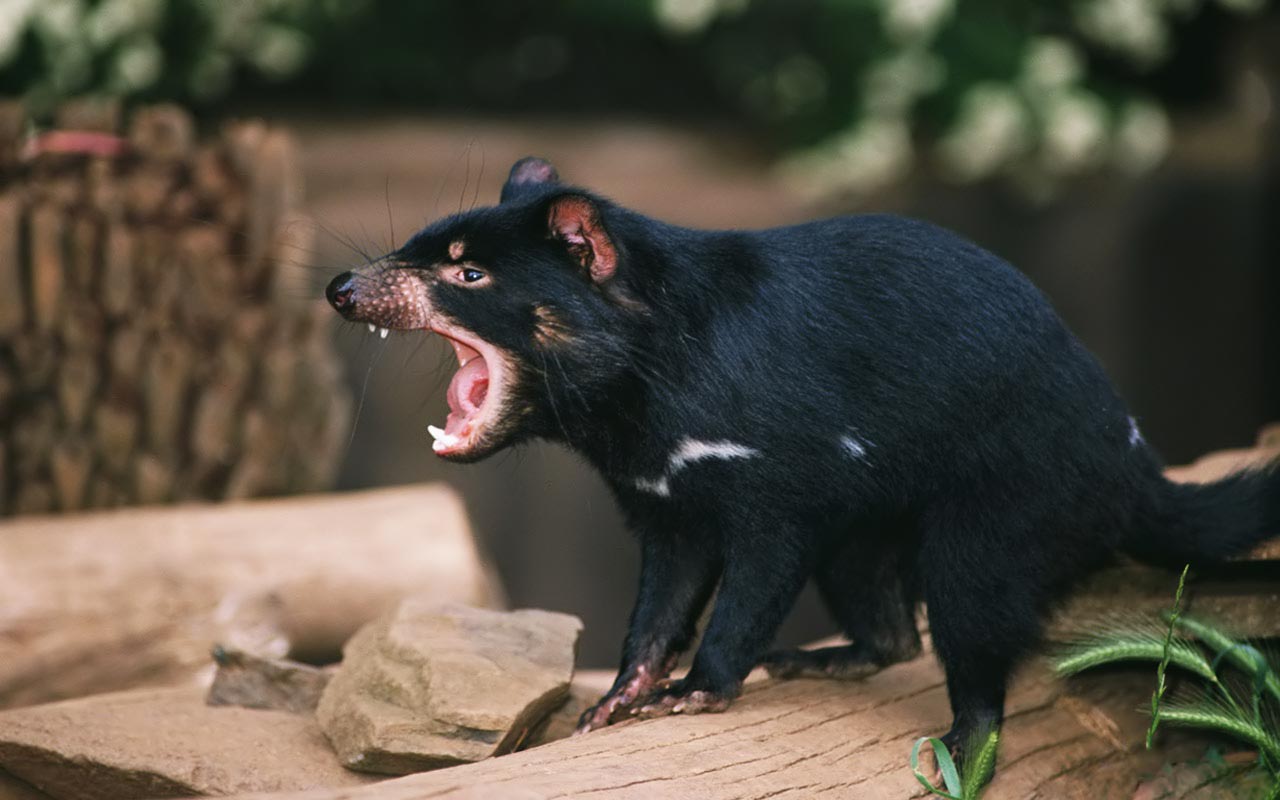 Ce este un diavol tasmanian
