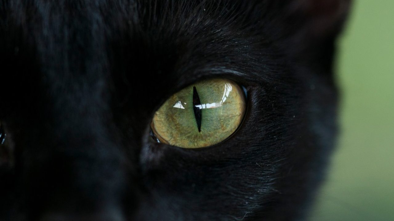 Ce inseamna cand visezi pisica neagra