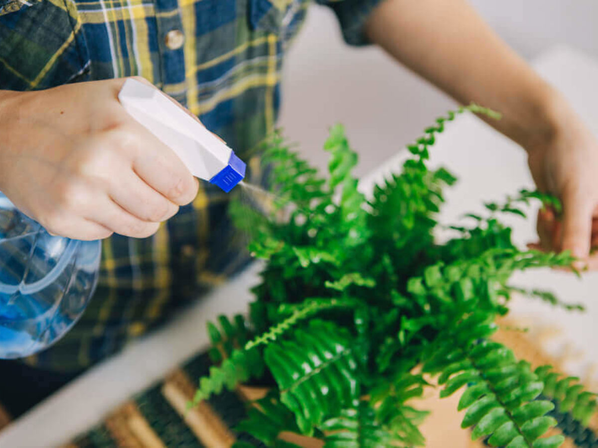 Ce se întâmplă dacă pulverizezi apă oxigenată pe plantele din grădină sau ghivece