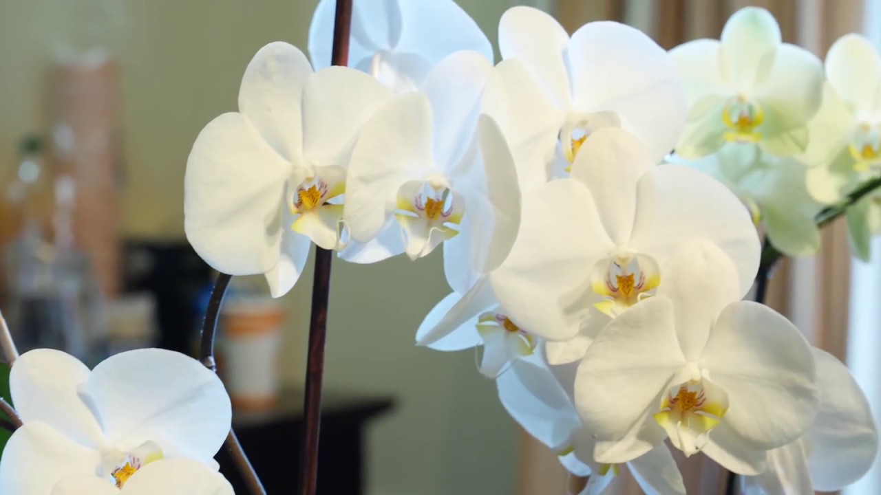 Cum sa schimbi ghiveciul unei orhidee