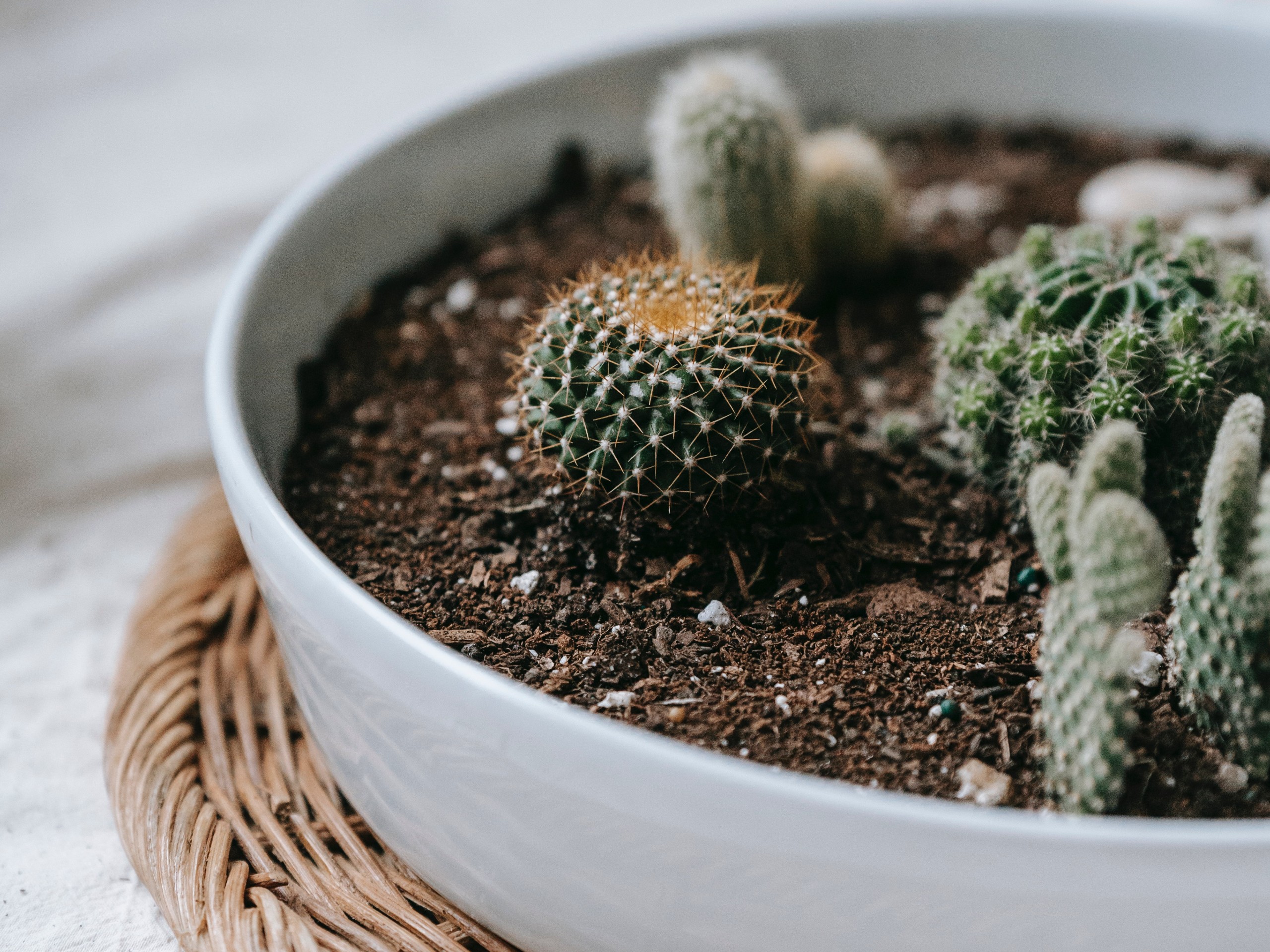 De ce nu e bine să ai cactus în casă