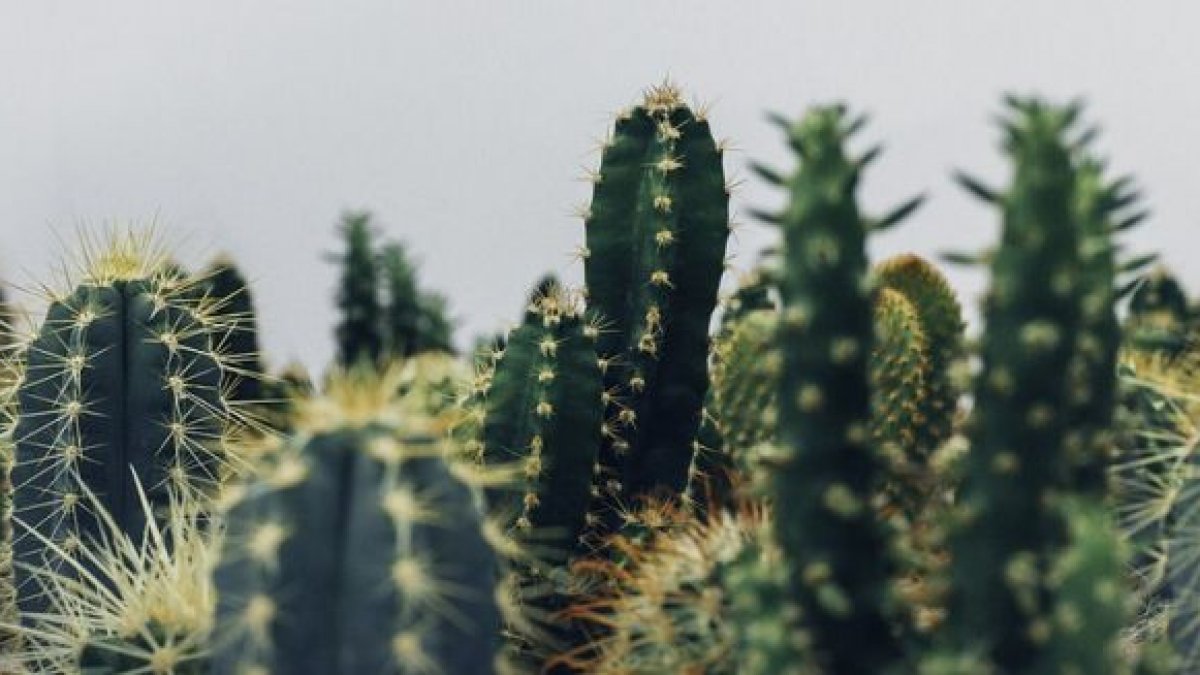 De ce nu e bine să ai cactus în casă. Ce se întâmplă de fapt în locuința ta