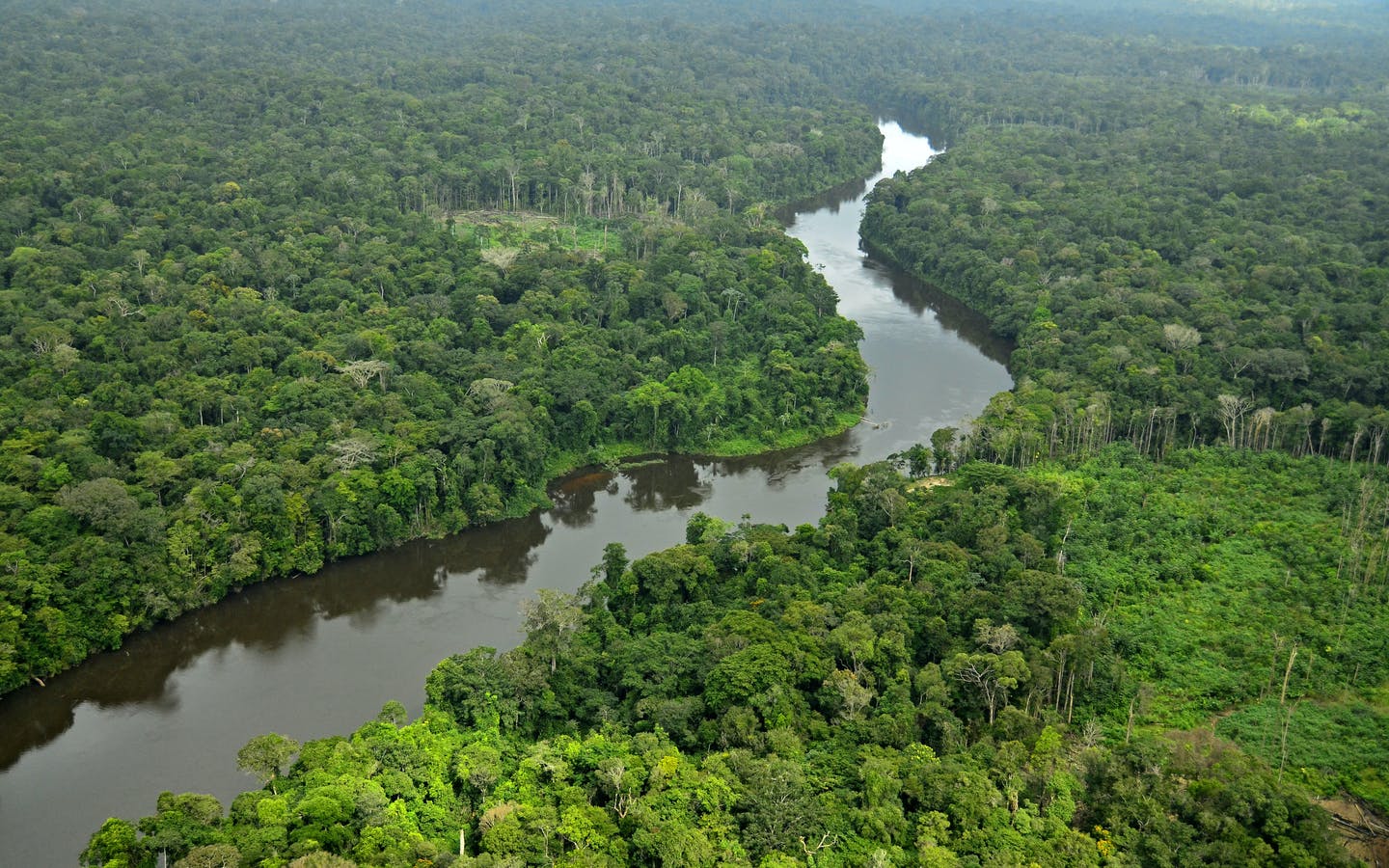 Pădurea ecuatorială din Surinam