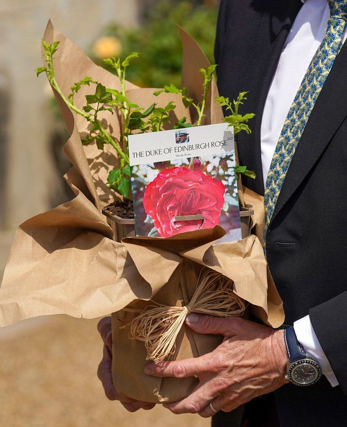 Regina Elisabeta a plantat un trandafir, în semn de omagiu pentru Prințul Philip
