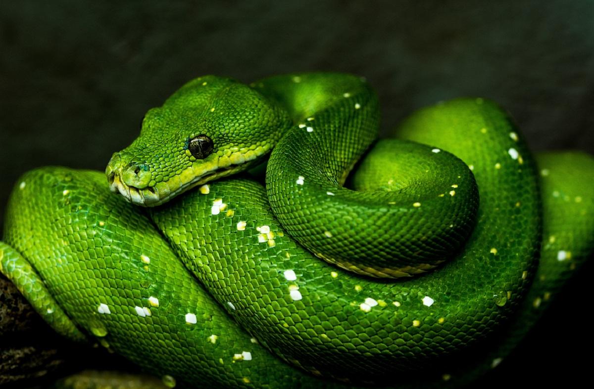 Şerpii sunt una dintre cele mai bine adaptate specii de pe Glob