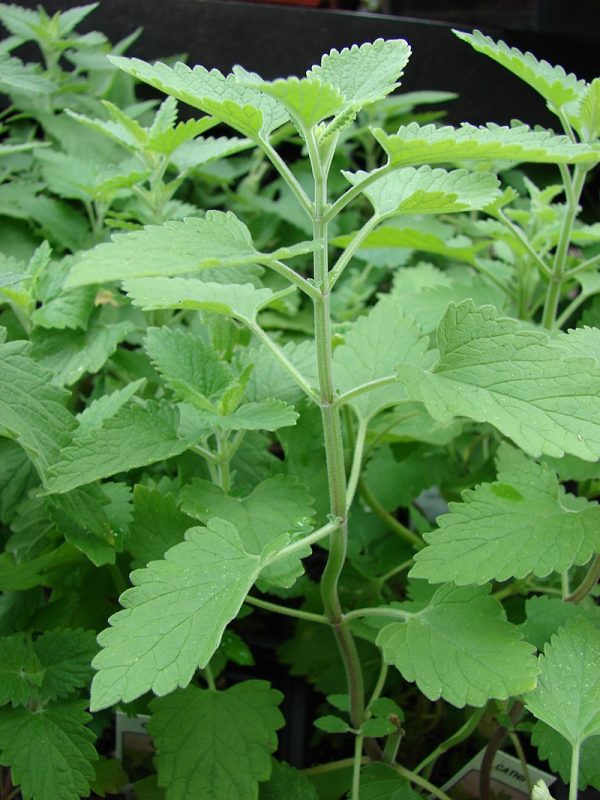 Catnip, Nepeta cataria sau mentă de pisică