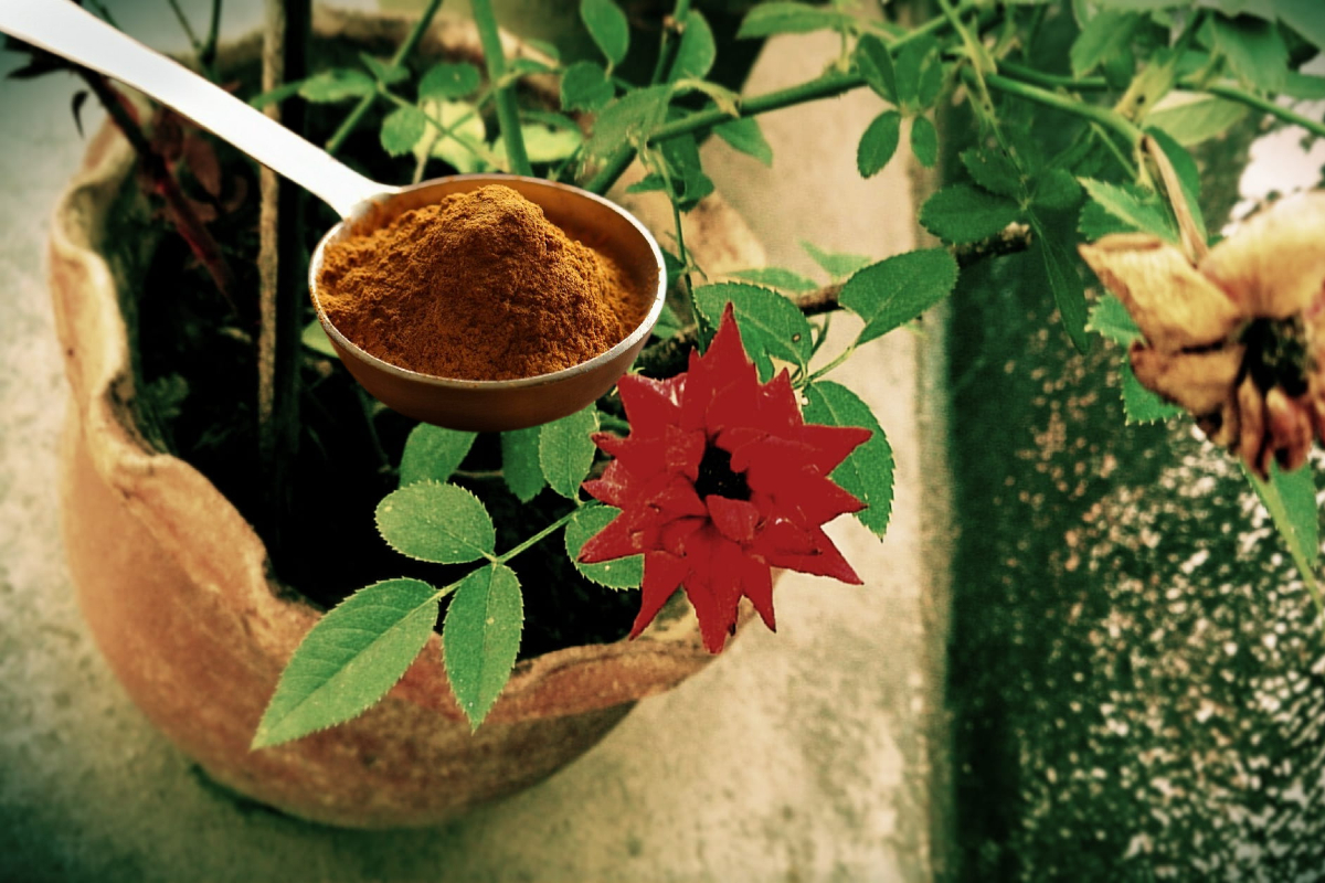 Ce se întâmplă de fapt dacă presari scorțișoară în ghivecele de flori. Efectul surprinzător