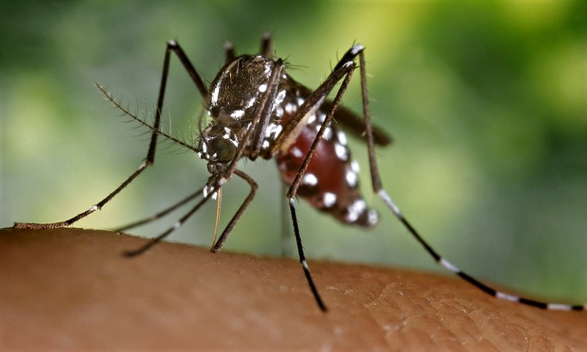 Ce să faci după ce te-au pișcat țânțarii