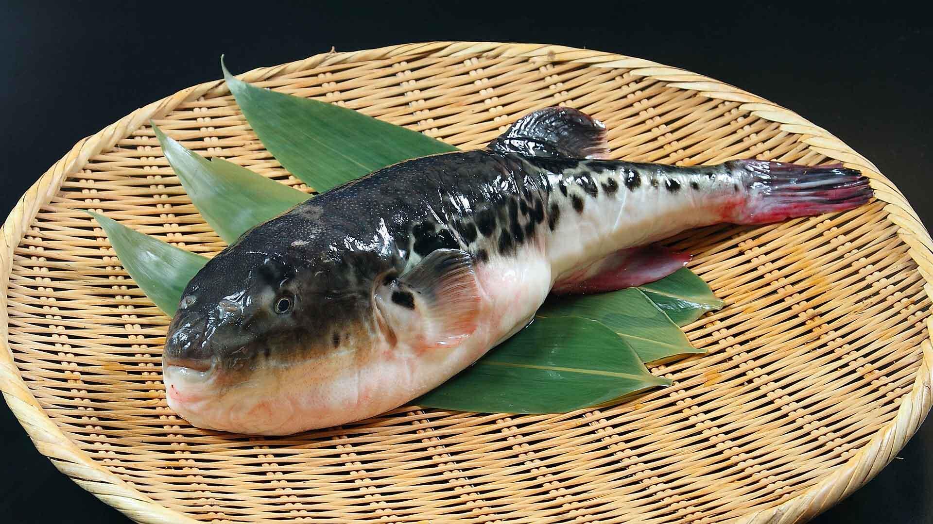 Pește Fugu