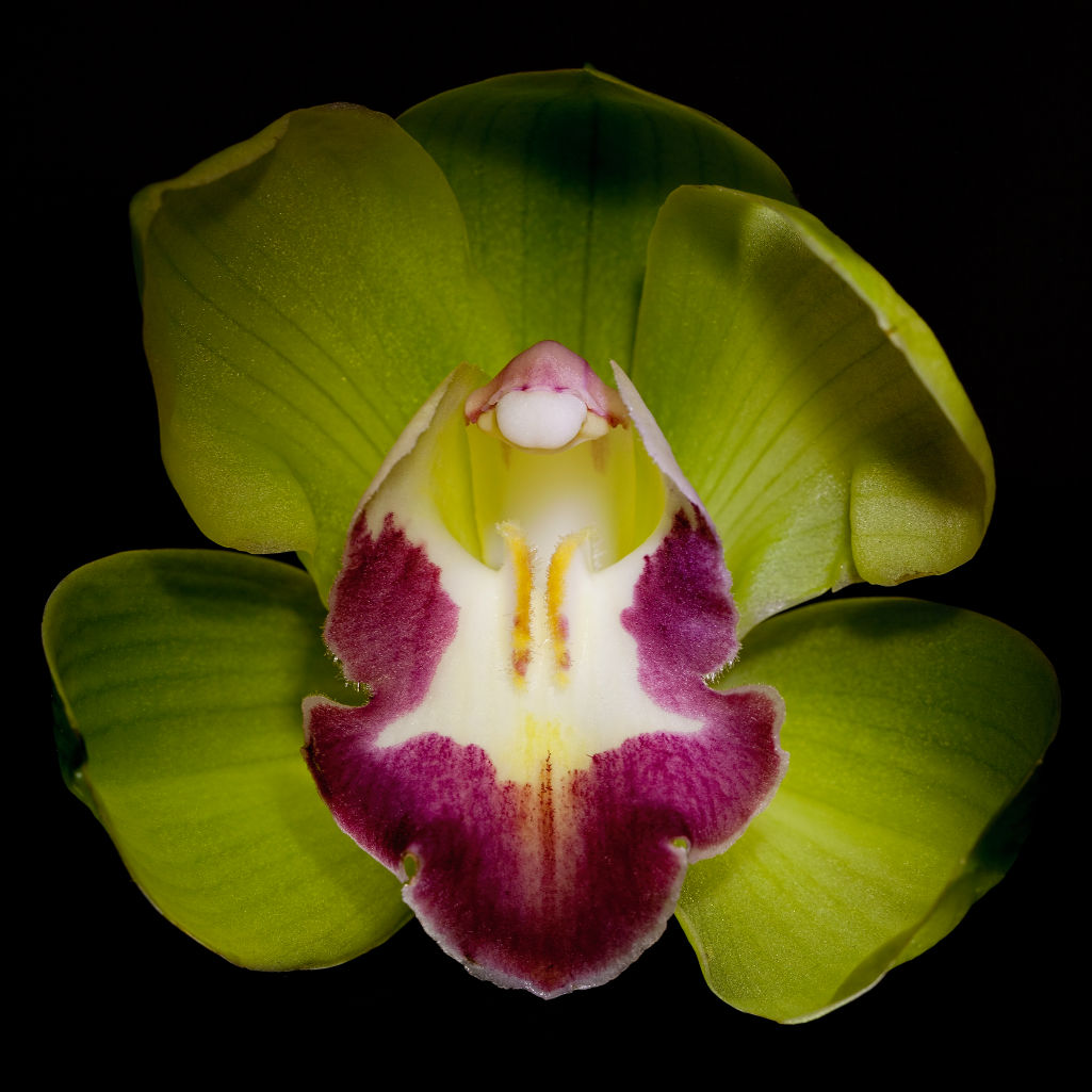 Orhideea Shenzhen Nongke