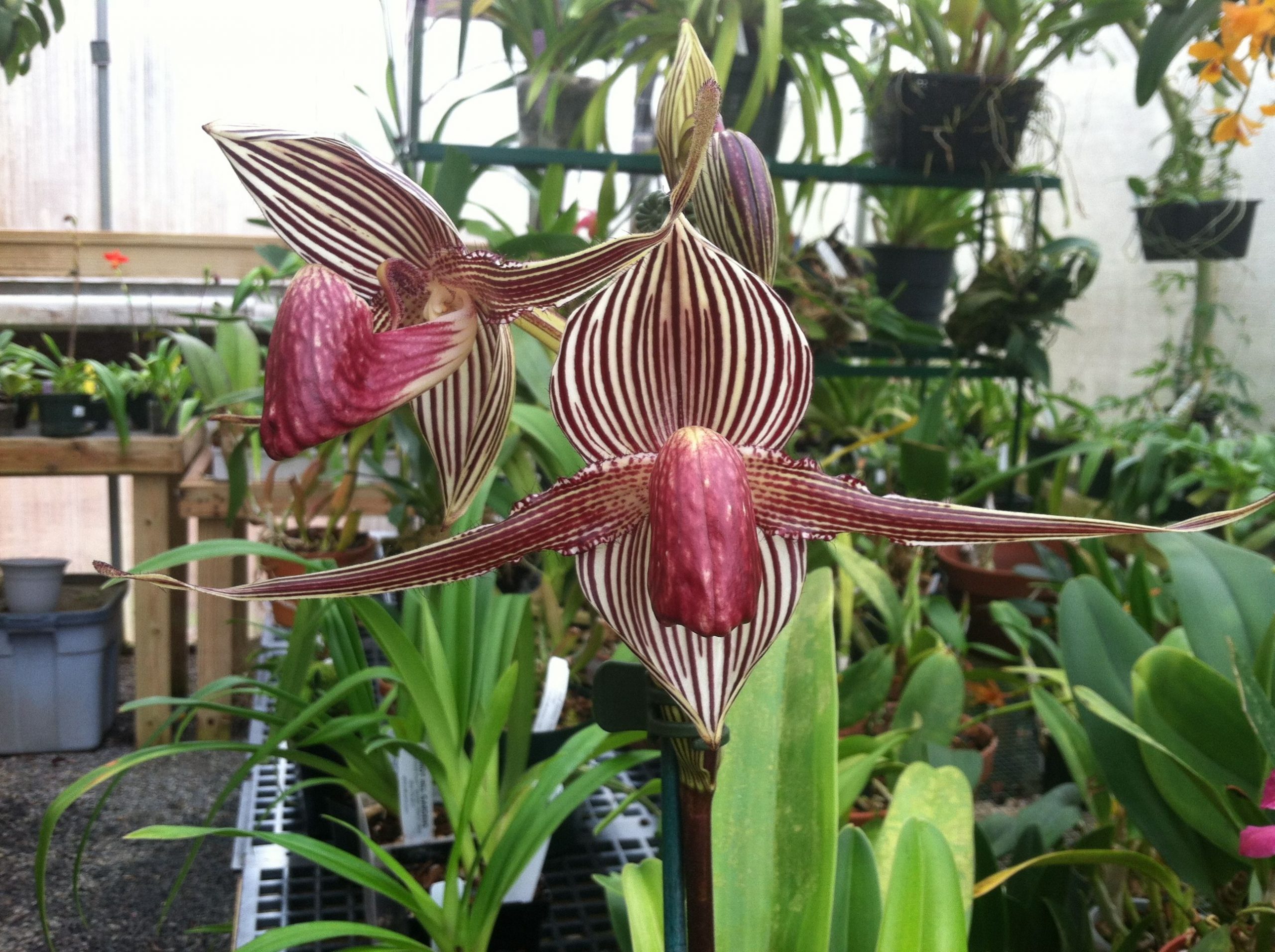 Cele mai scumpe flori din lume. Orhideea Paphiopedilum Rothschildianum