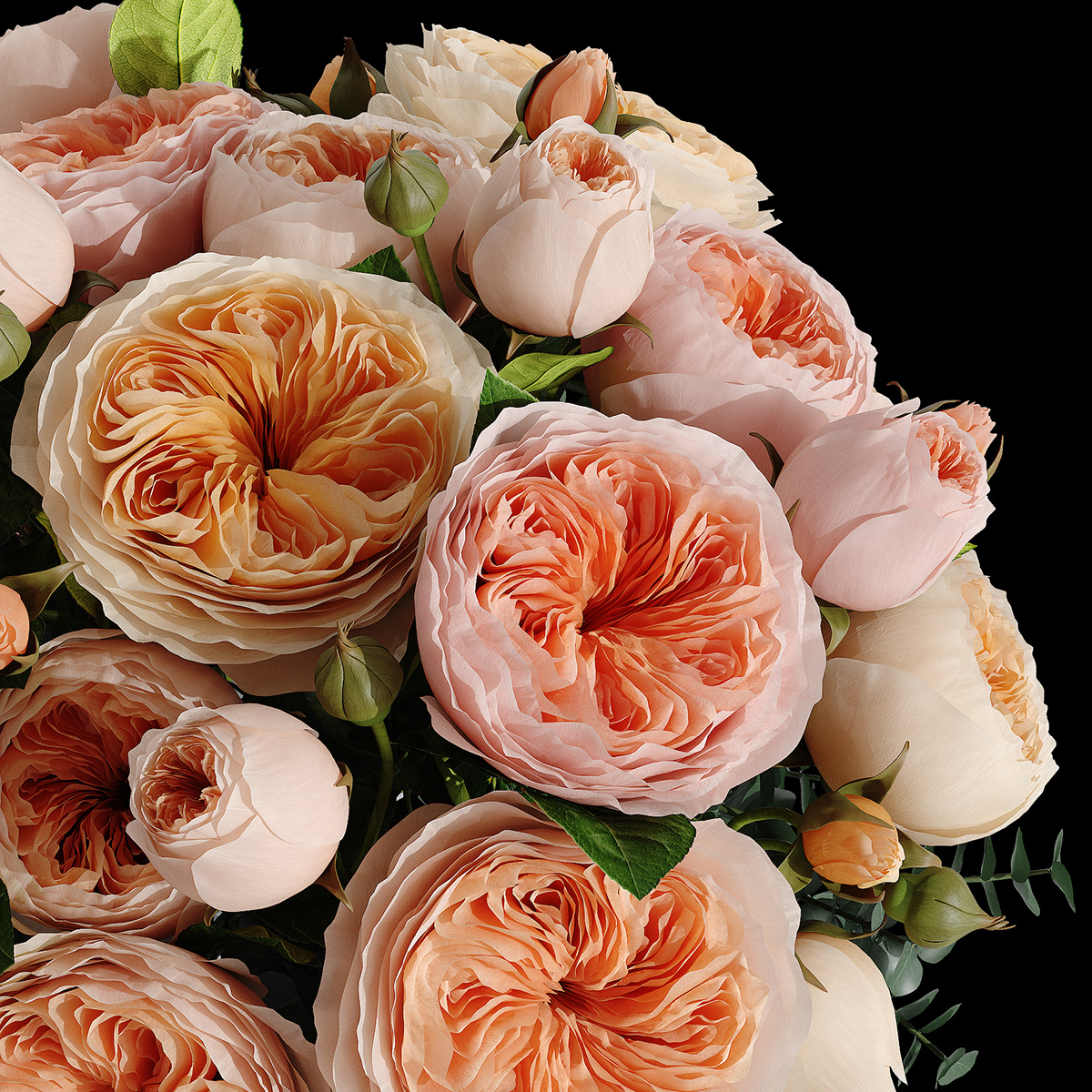 Trandafirul Sweet Juliet