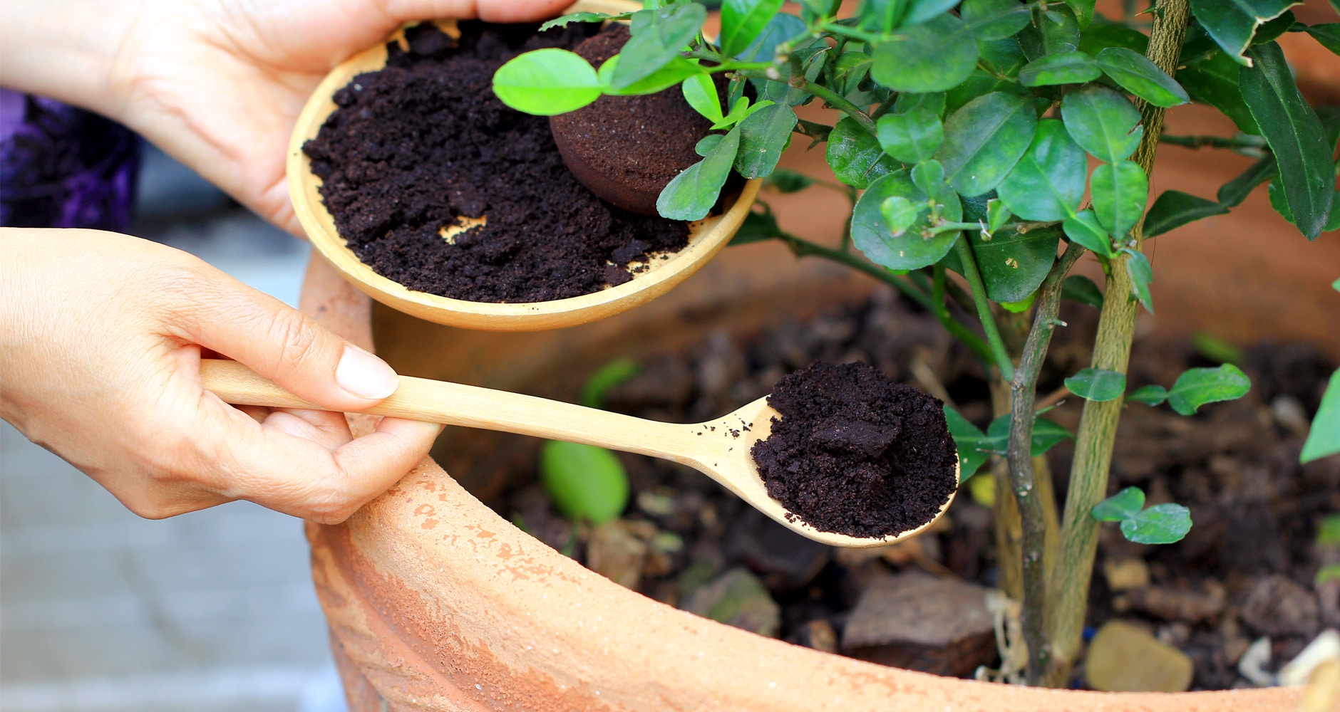 Zațul de cafea hrăneşte plantele şi alungă insectele