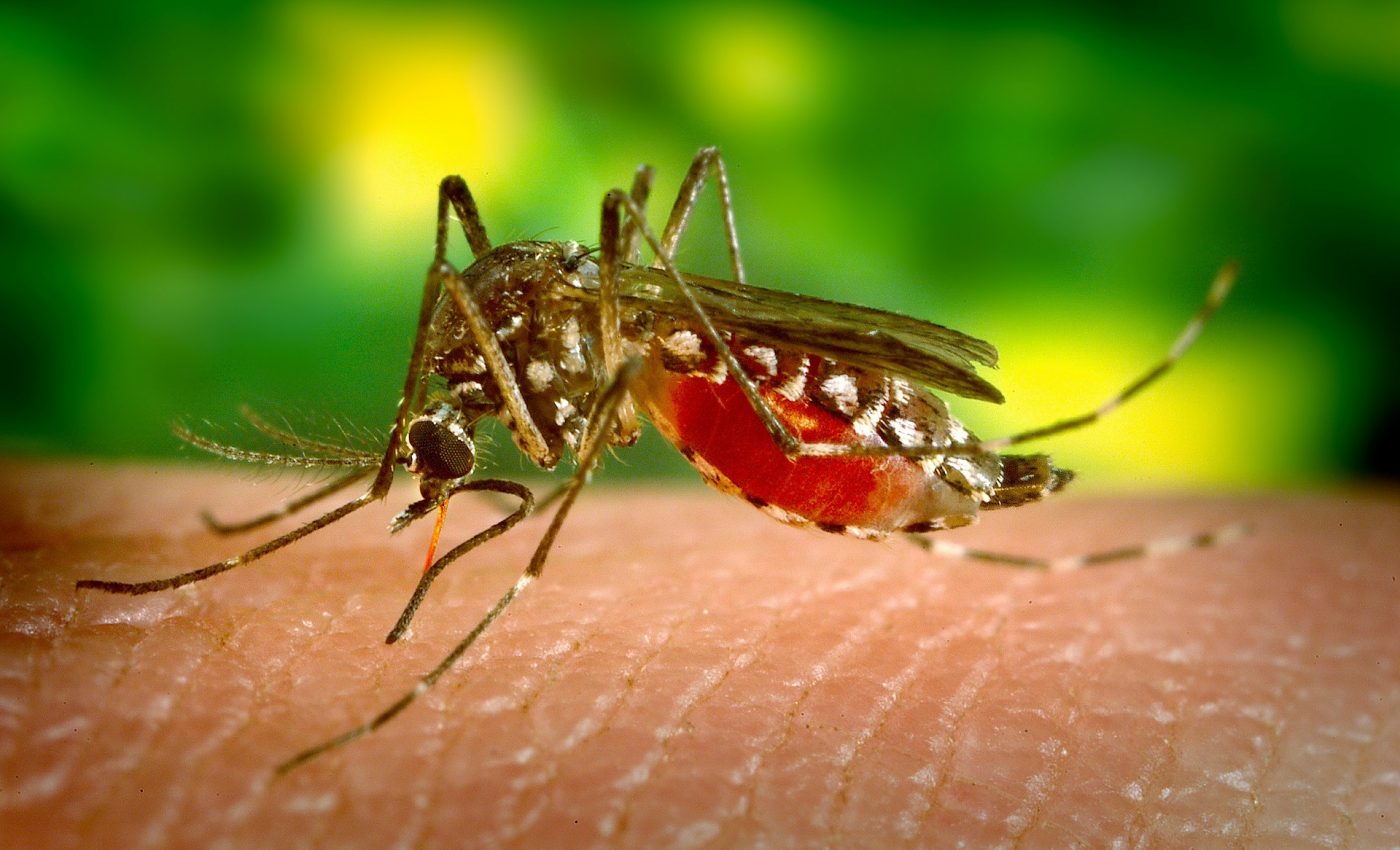 Cum scapi de țânțari și muște