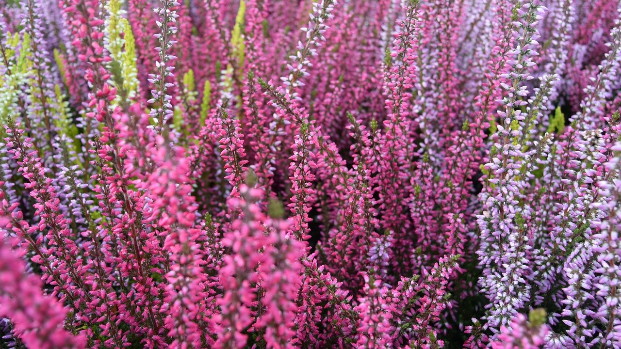 Cum se îngrijește corect calluna vulgaris sau, cum mai este ea numită, iarba neagră