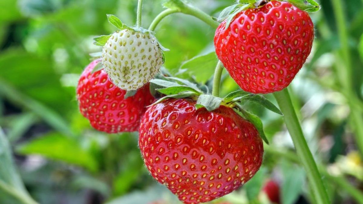 Cum se plantează și cum se cultivă căpșunile în ghiveci