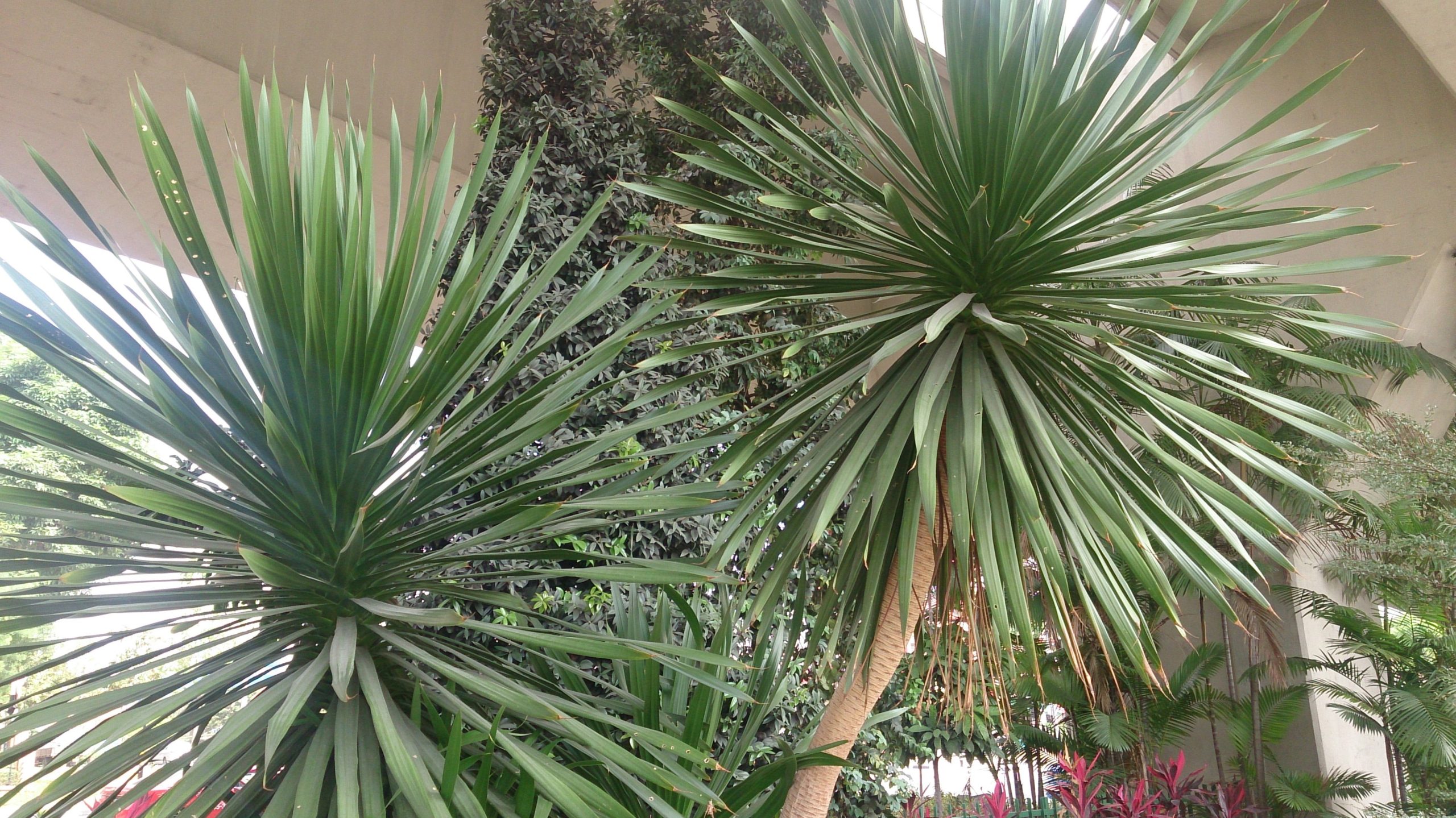 Cum se plantează și cum se îngrijește corect Dracena