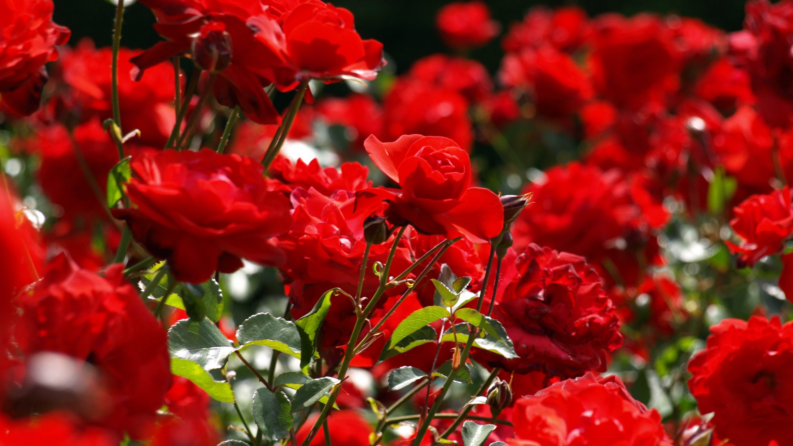 Cum se taie corect trandafirii pe perioada toamnei