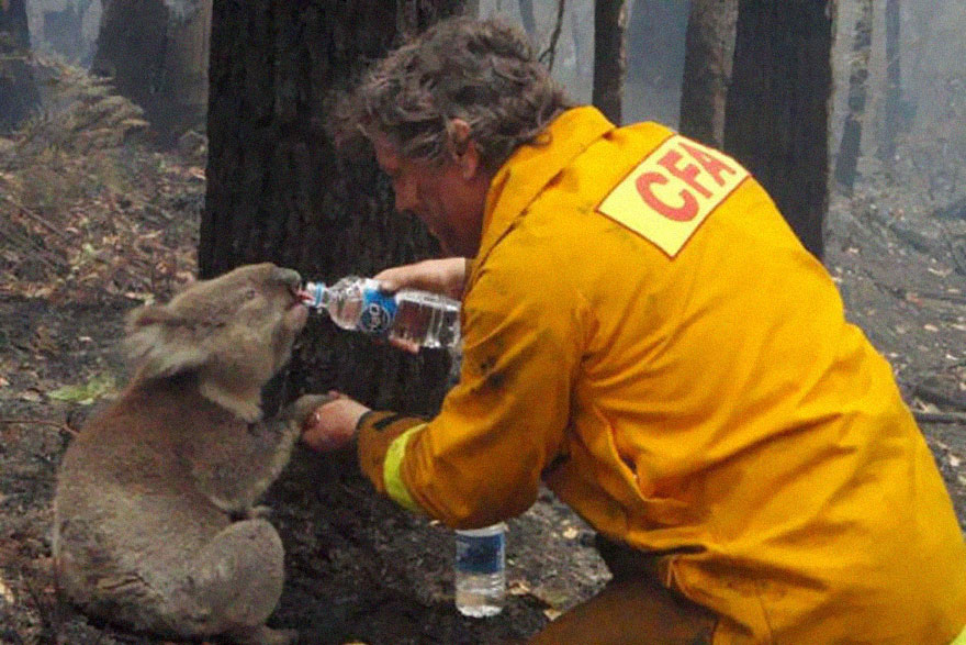 Pompier care dă apă unui urs koala