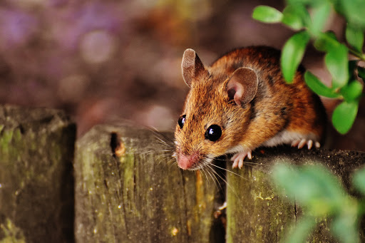 Care sunt mirosurile care alungă șoarecii din casă