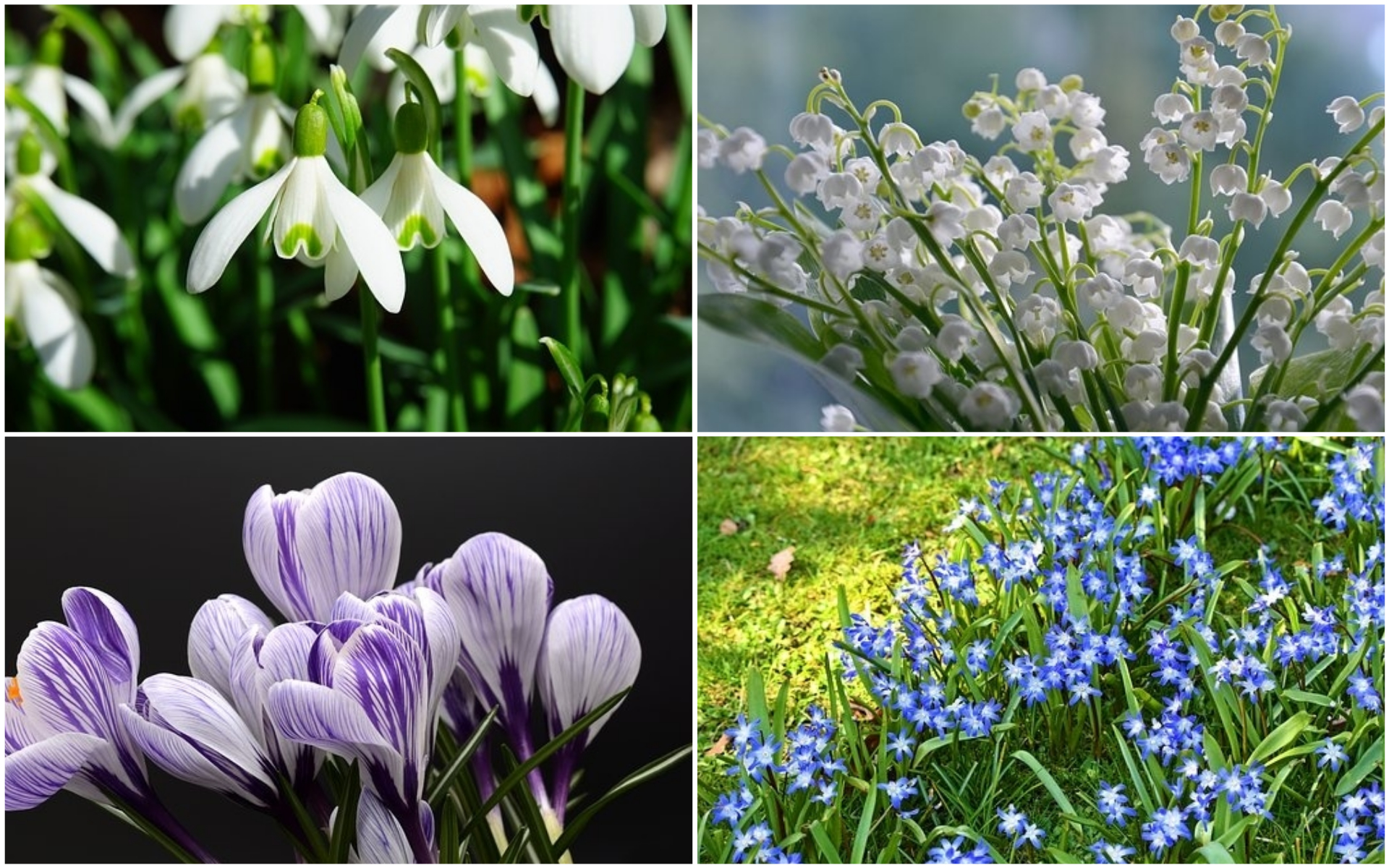 flori plantezi toamna