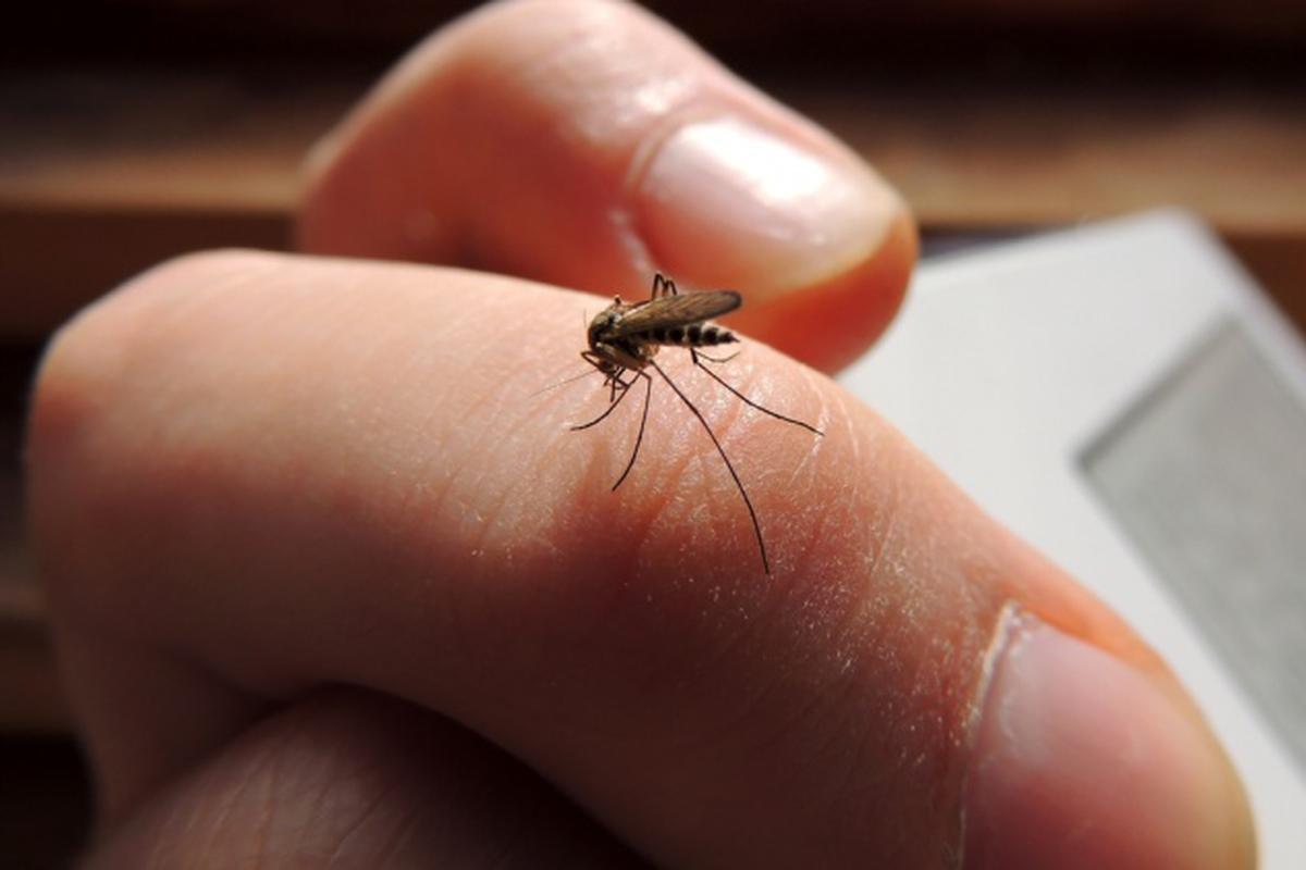 Cum să faci o capcană de țânțari