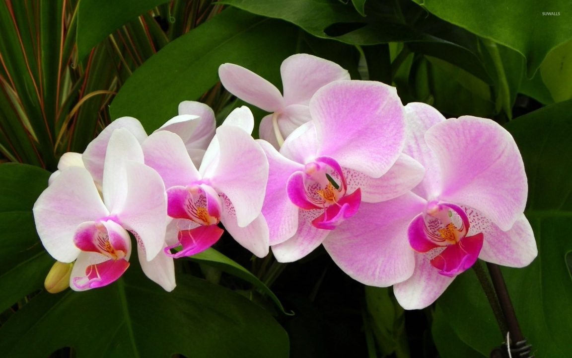 Cum se îngrijește orhideea