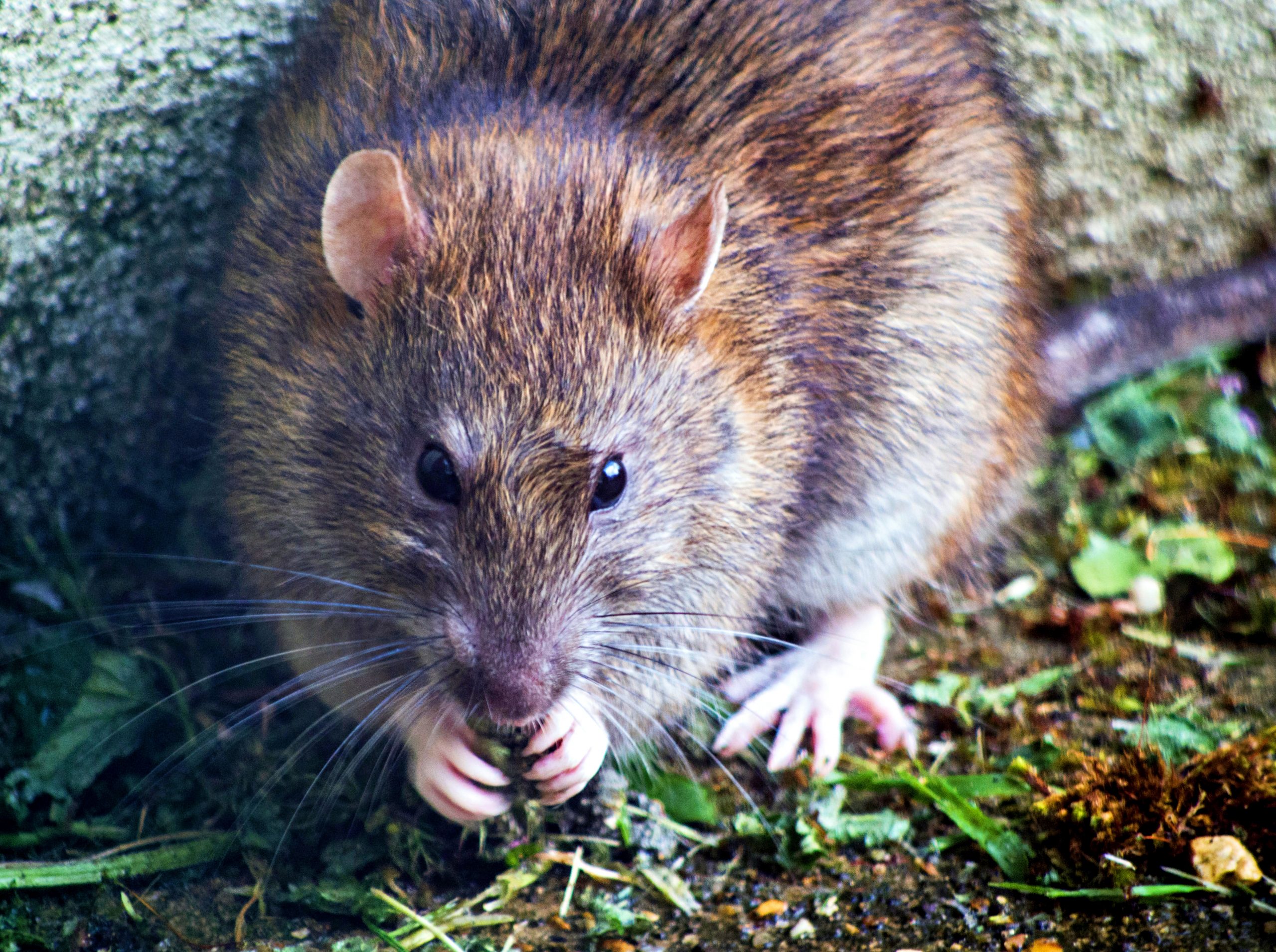 Dicționarul viselor. Ce înseamnă, de fapt, dacă visezi un șobolan