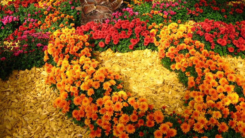 5 flori care obișnuiesc să înflorească toamna